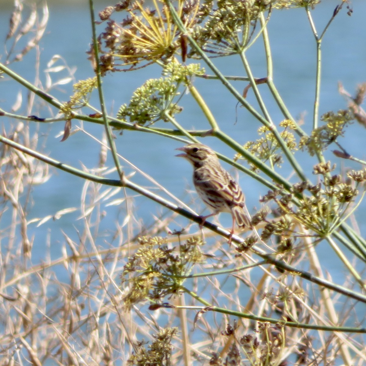 Savannah Sparrow - ML623724527