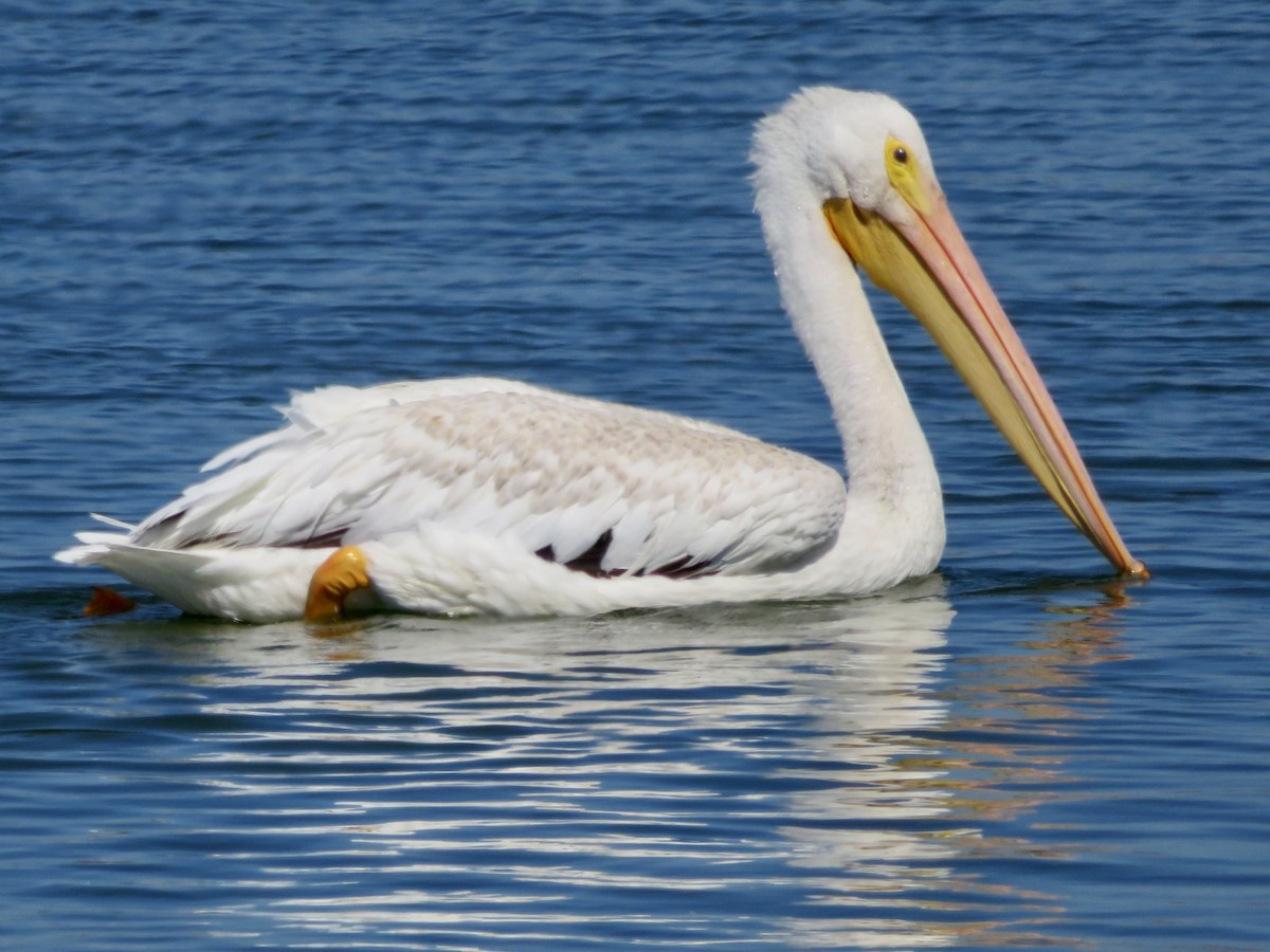 American White Pelican - ML623724533