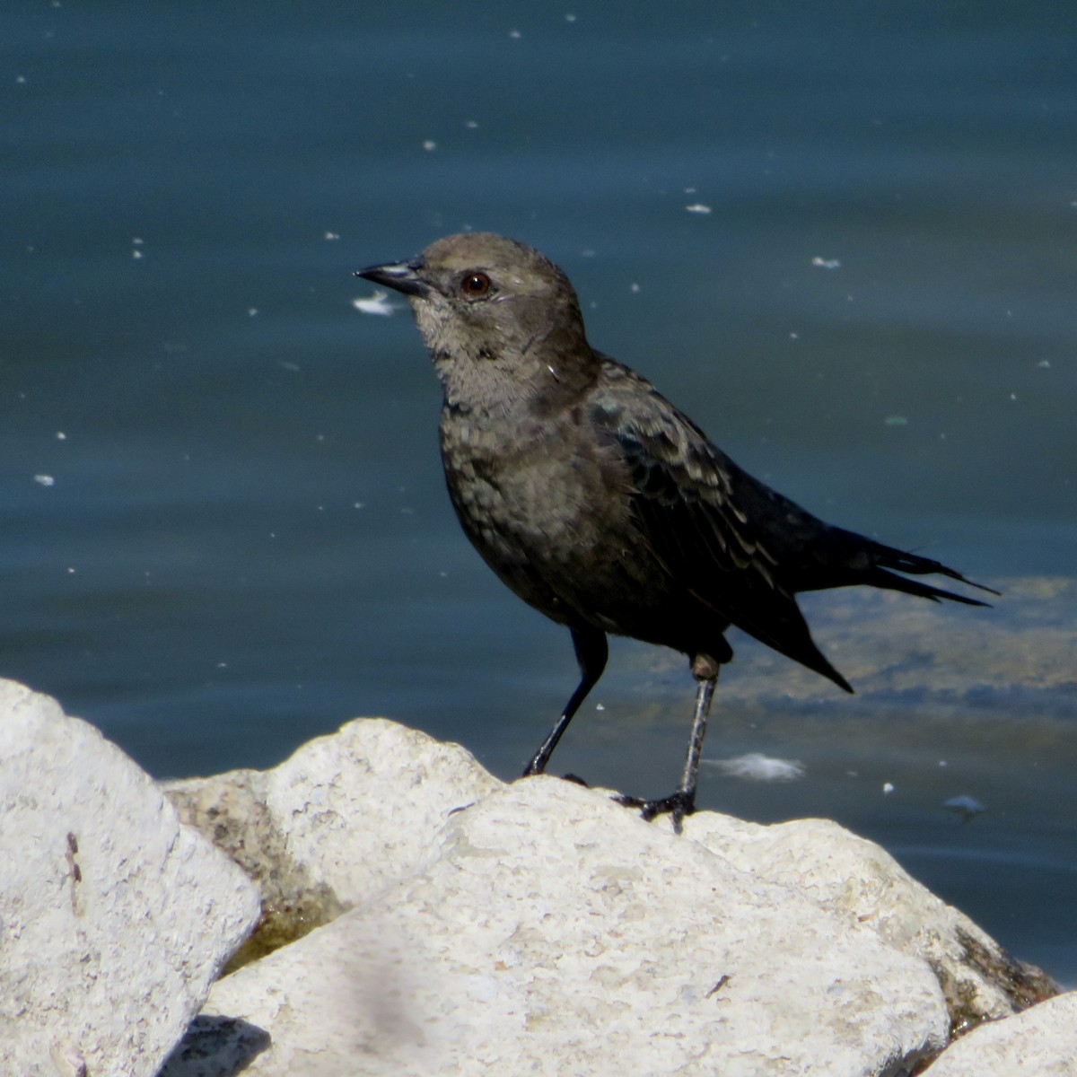 Brewer's Blackbird - ML623724539