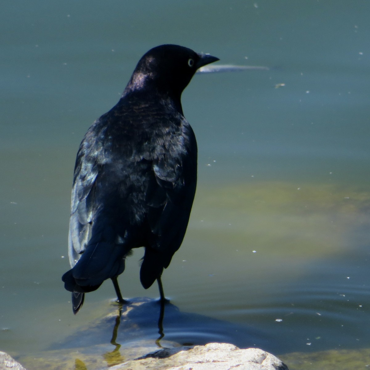 Brewer's Blackbird - ML623724543