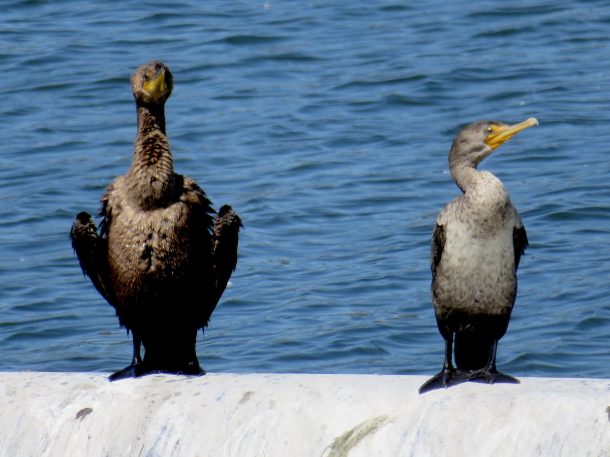 Double-crested Cormorant - ML623724549