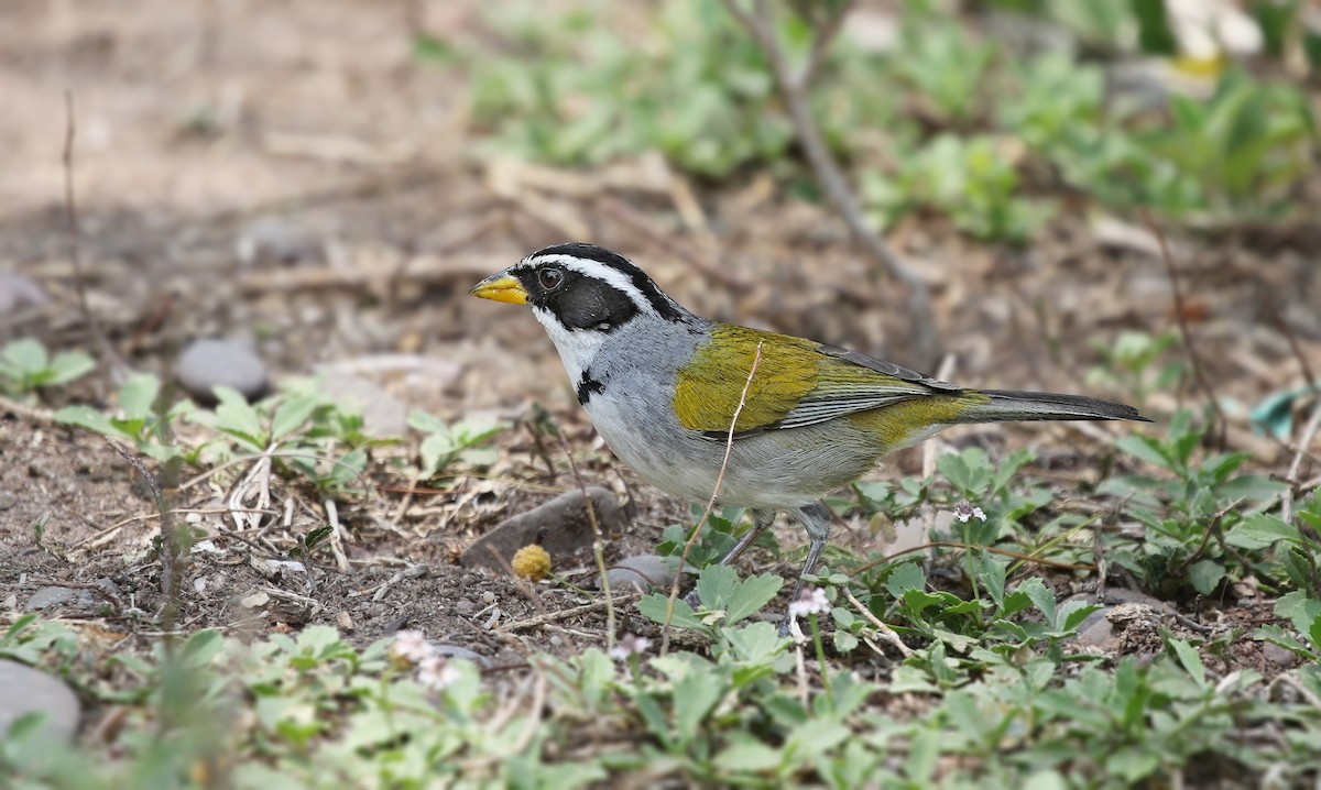 Moss-backed Sparrow - ML623724550