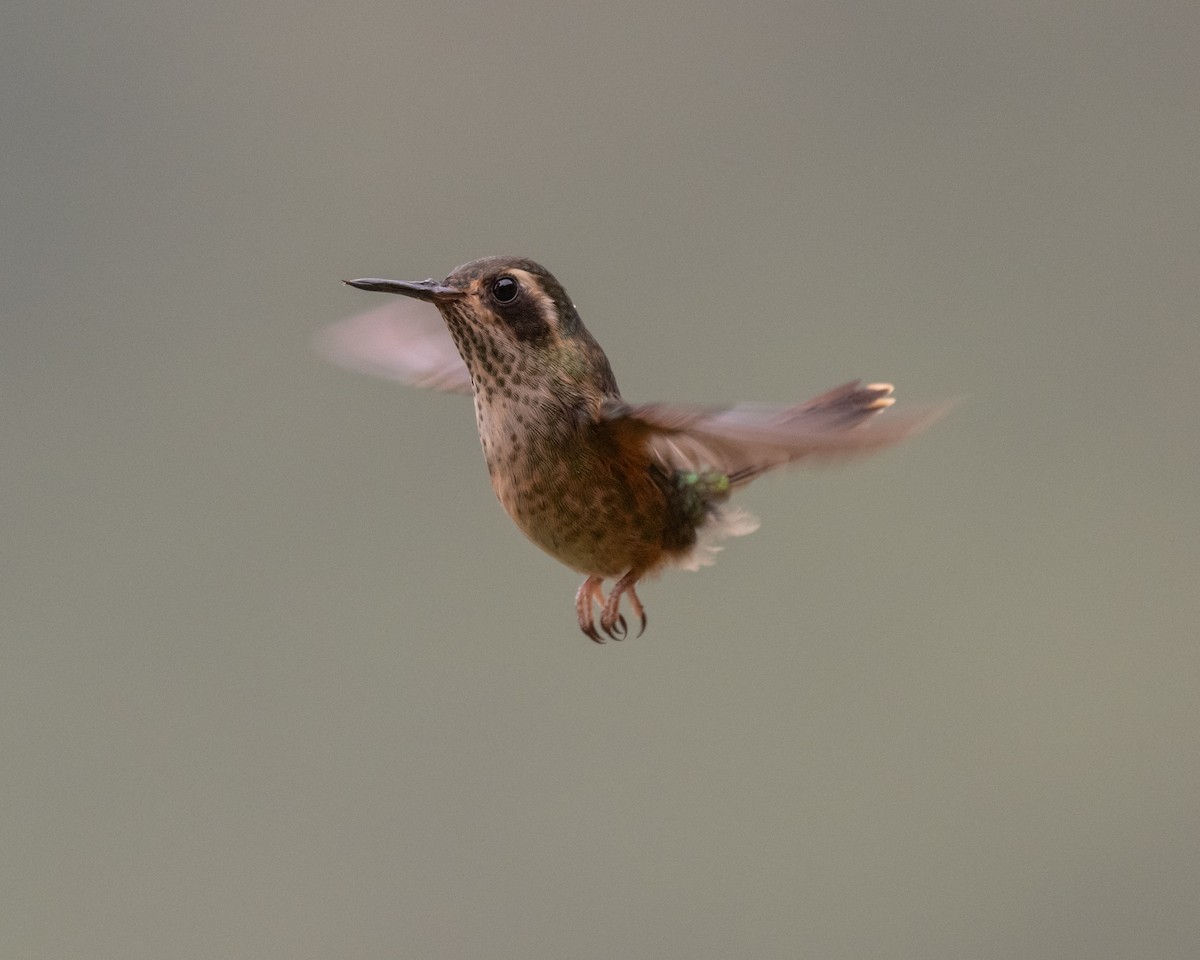 Speckled Hummingbird - Tor Egil Høgsås