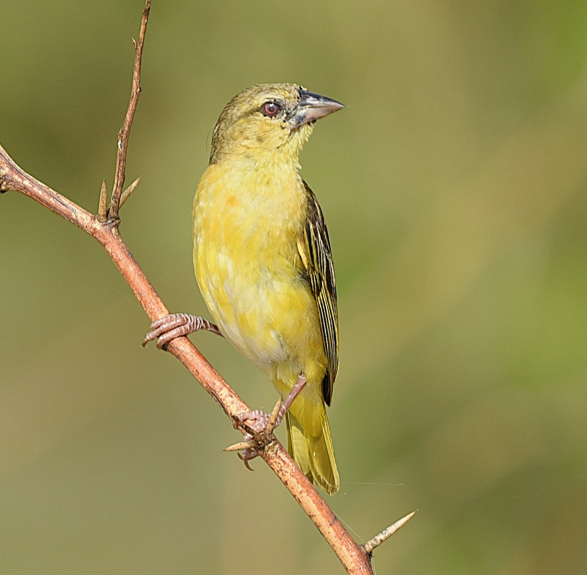 Golden-backed Weaver - ML623724589