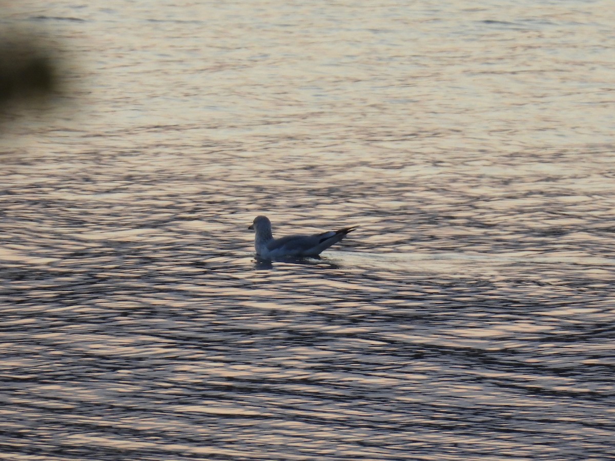 Ring-billed Gull - ML623724601