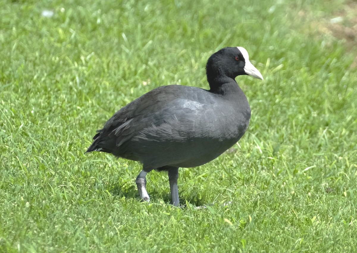 Hawaiian Coot - ML623724617