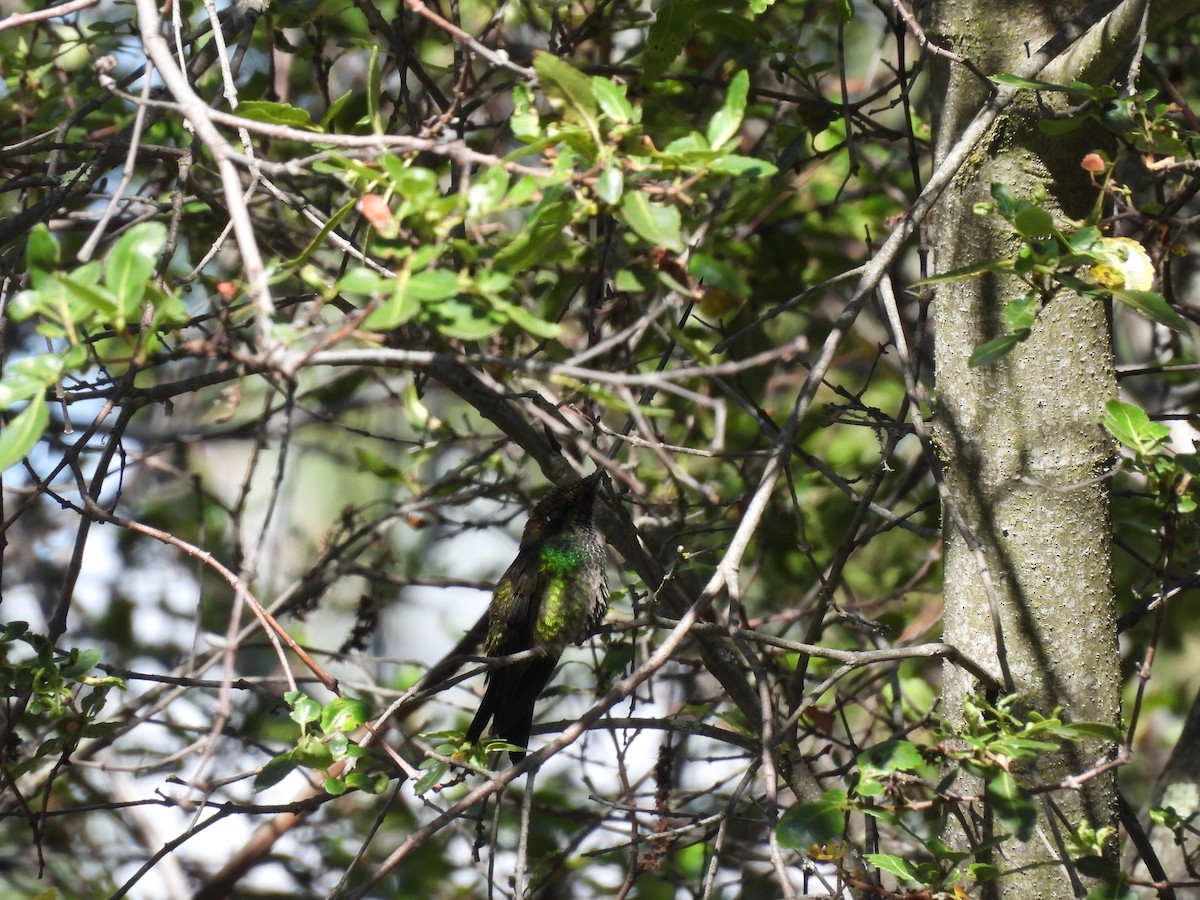 Sword-billed Hummingbird - ML623724633