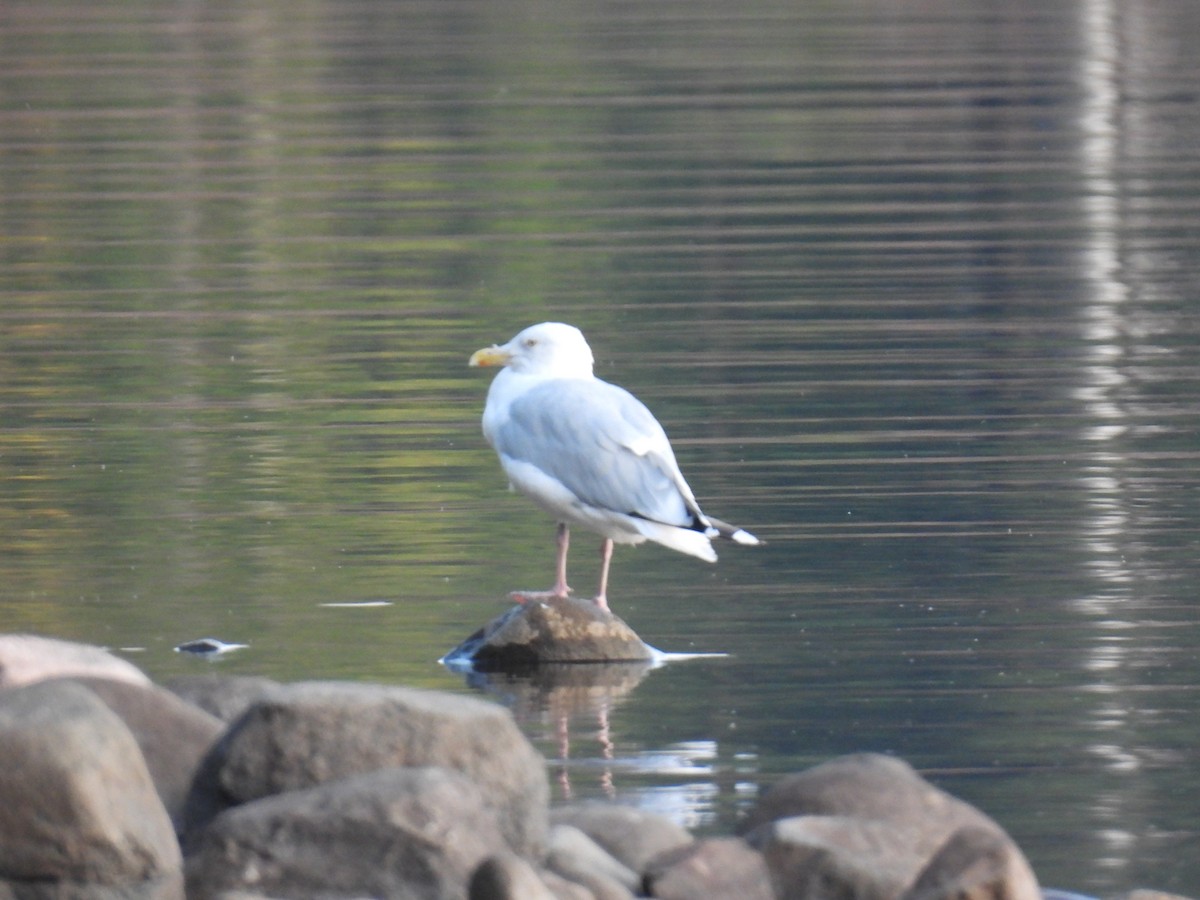 American Herring Gull - ML623724634