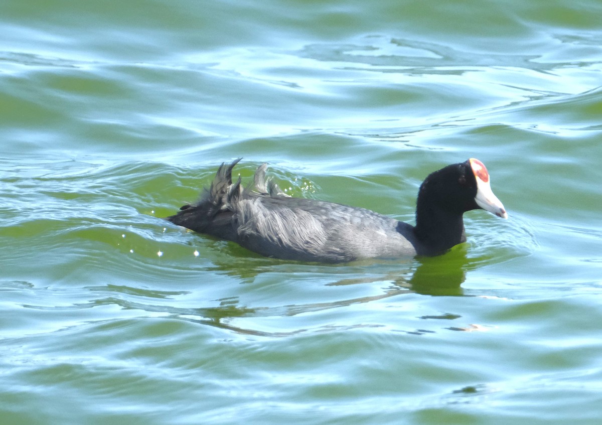 Hawaiian Coot - ML623724656