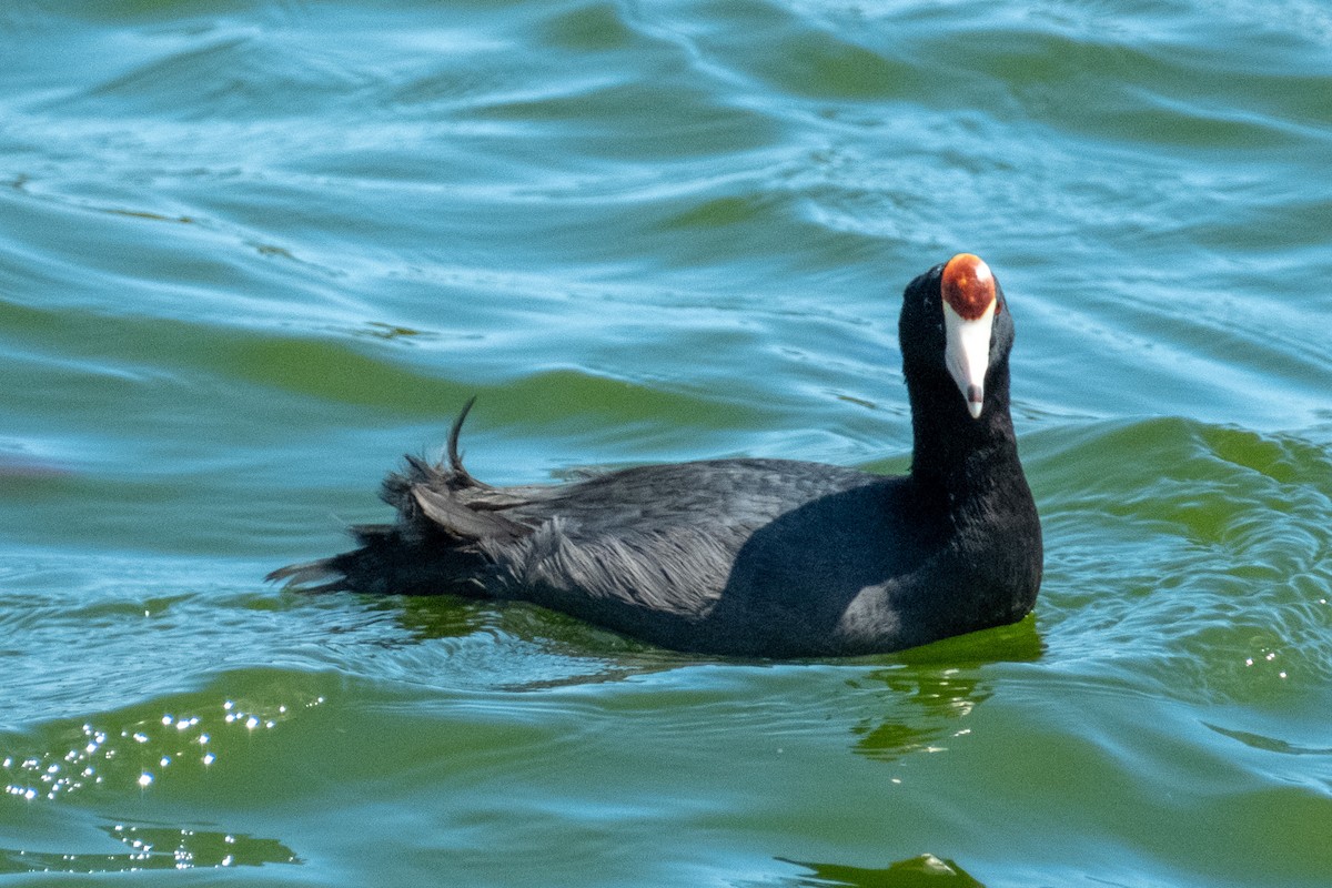 Hawaiian Coot - ML623724664