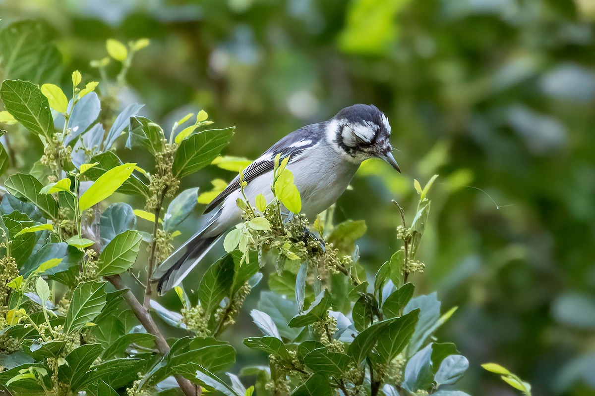 White-eared Monarch - Vince Bugeja