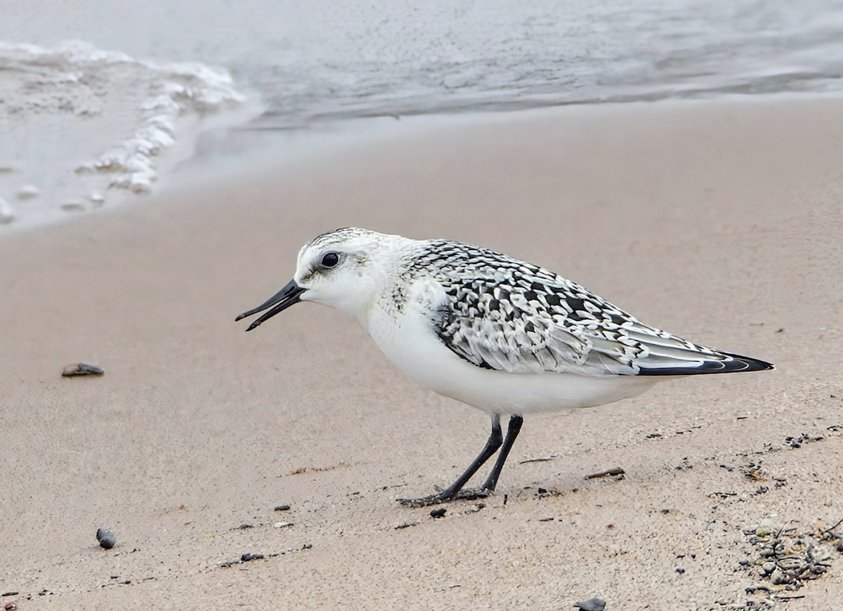 Sanderling - ML623724682