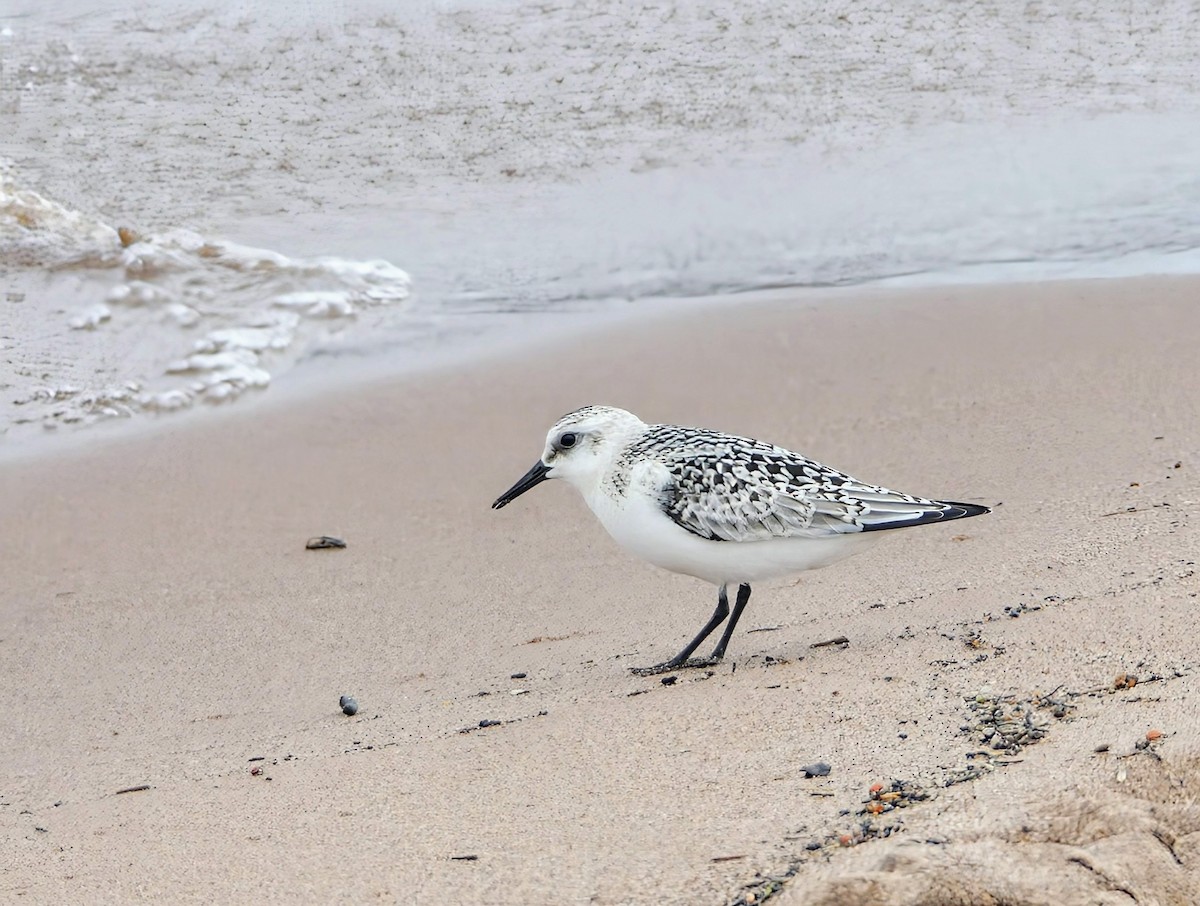 Sanderling - ML623724684