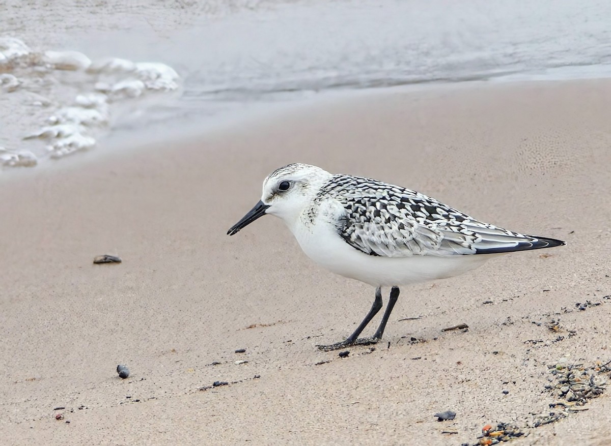 Sanderling - ML623724685