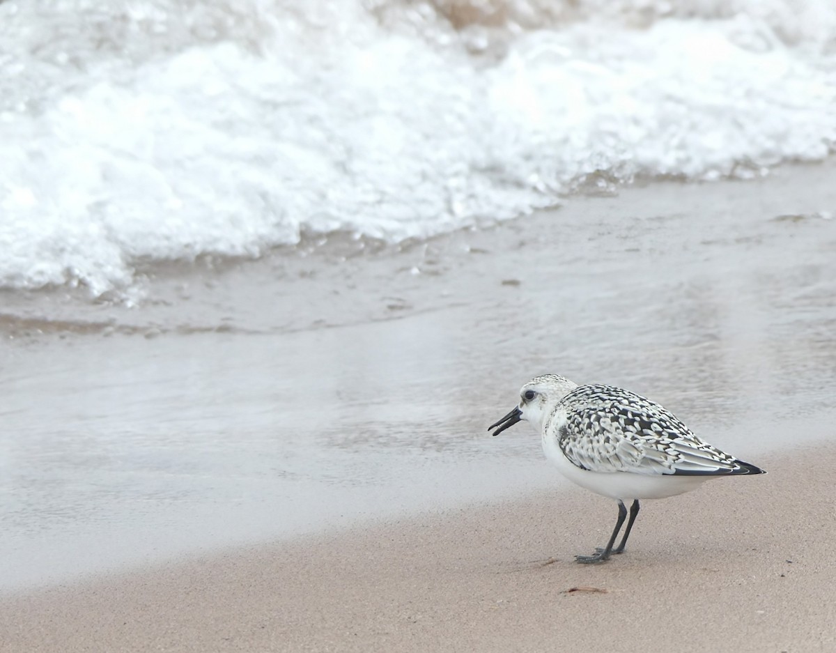 Sanderling - ML623724688