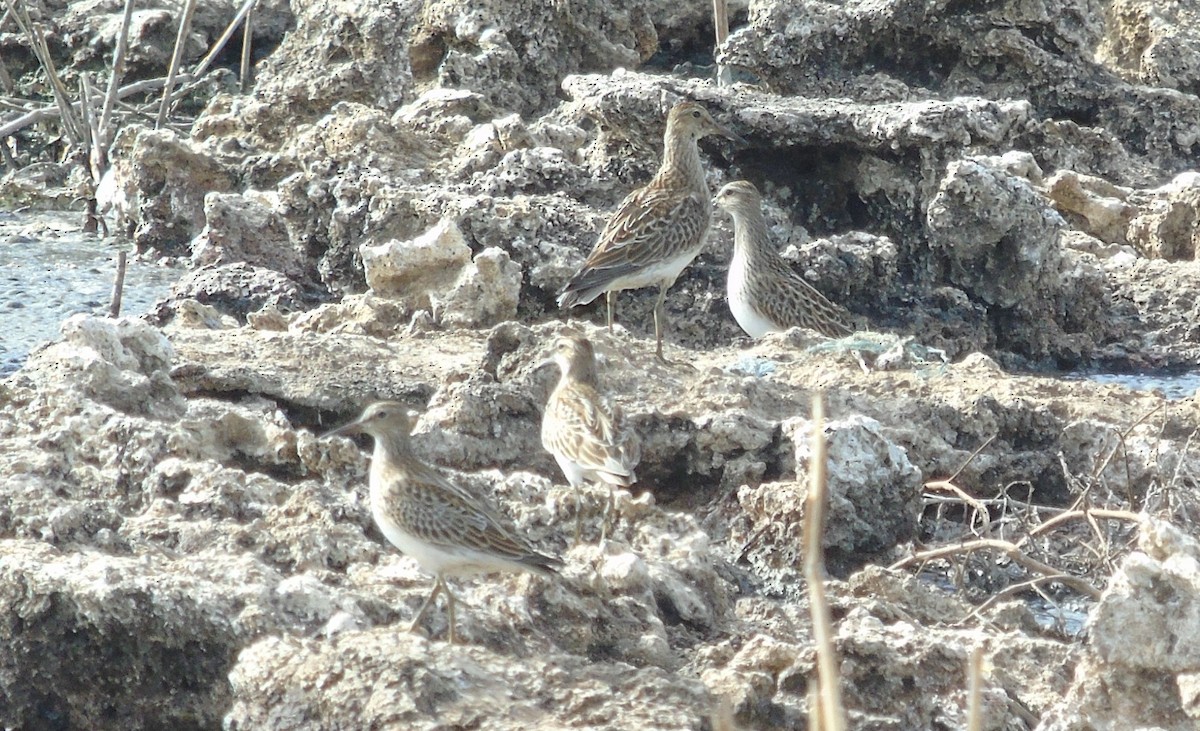 Pectoral Sandpiper - ML623724694