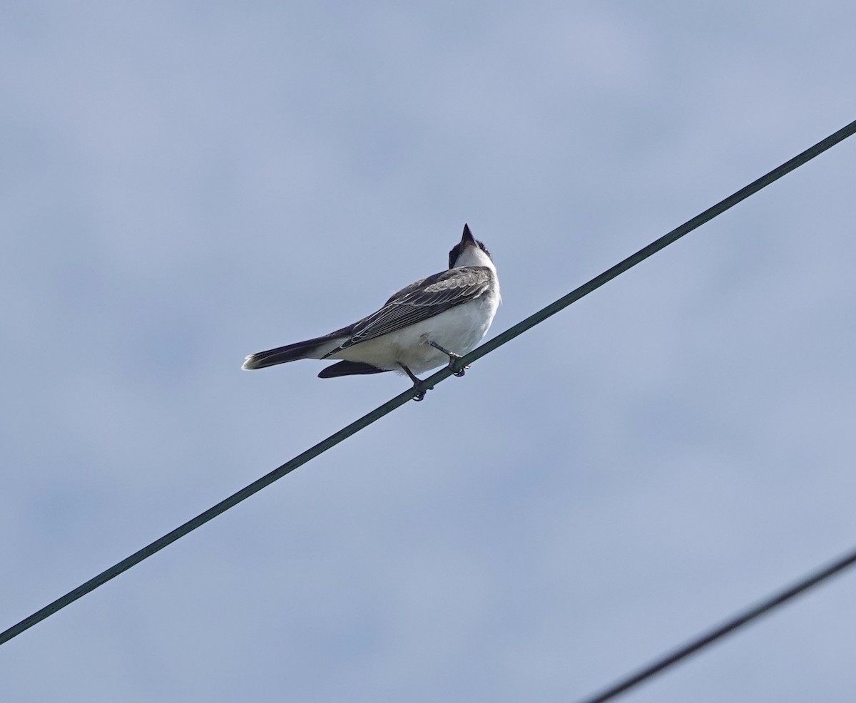 Eastern Kingbird - ML623724699