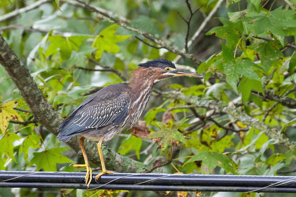 Green Heron - ML623724706