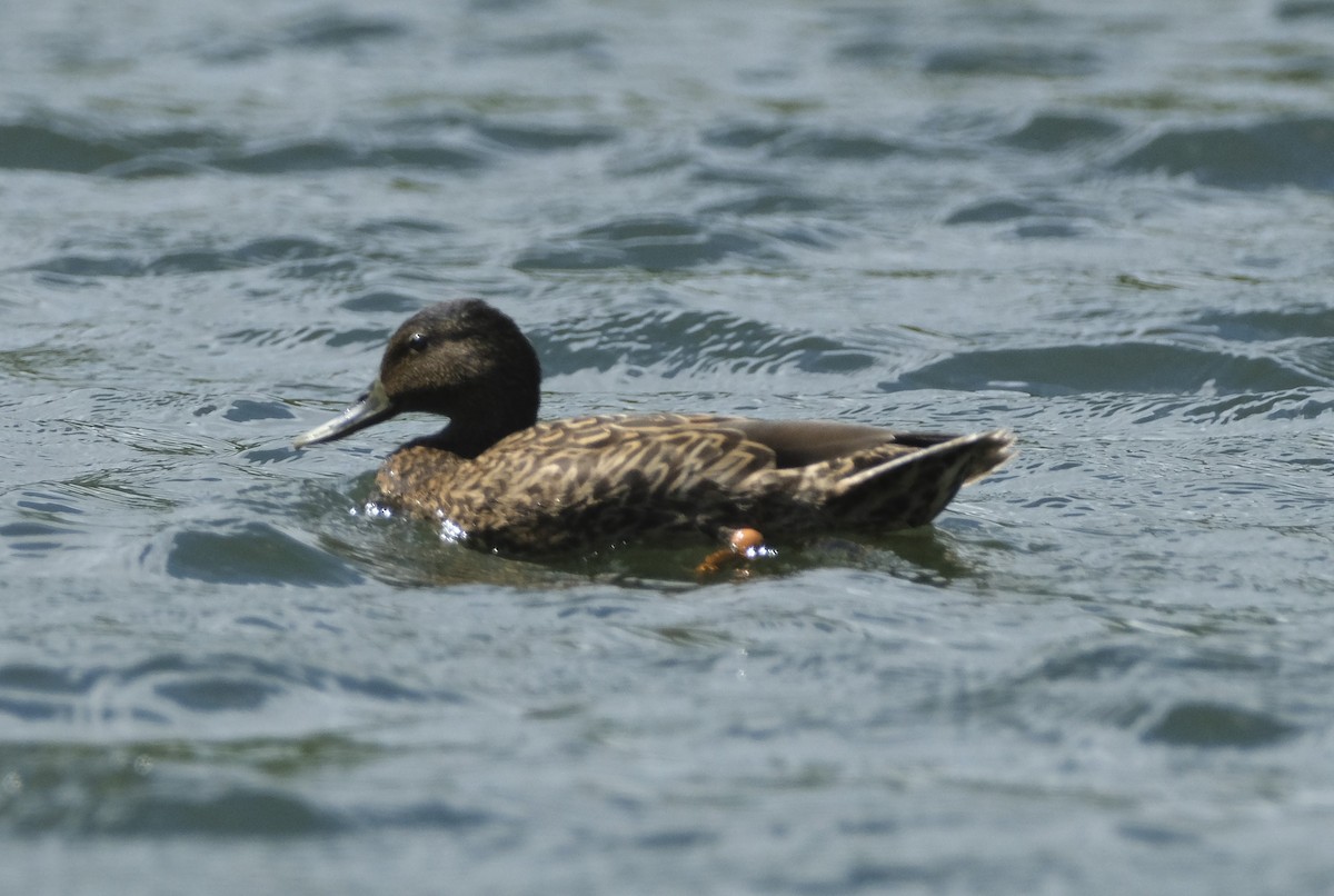 Canard des Hawaï - ML623724712