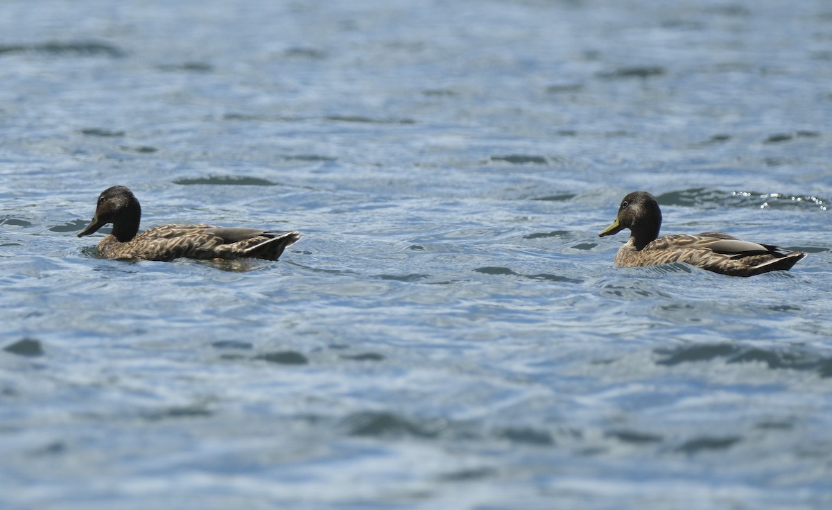 Canard des Hawaï - ML623724713