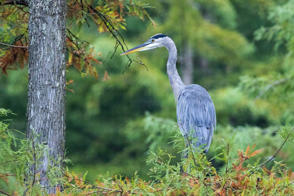 Great Blue Heron - ML623724714