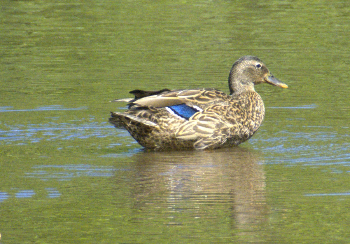 Hawaiian Duck - ML623724717