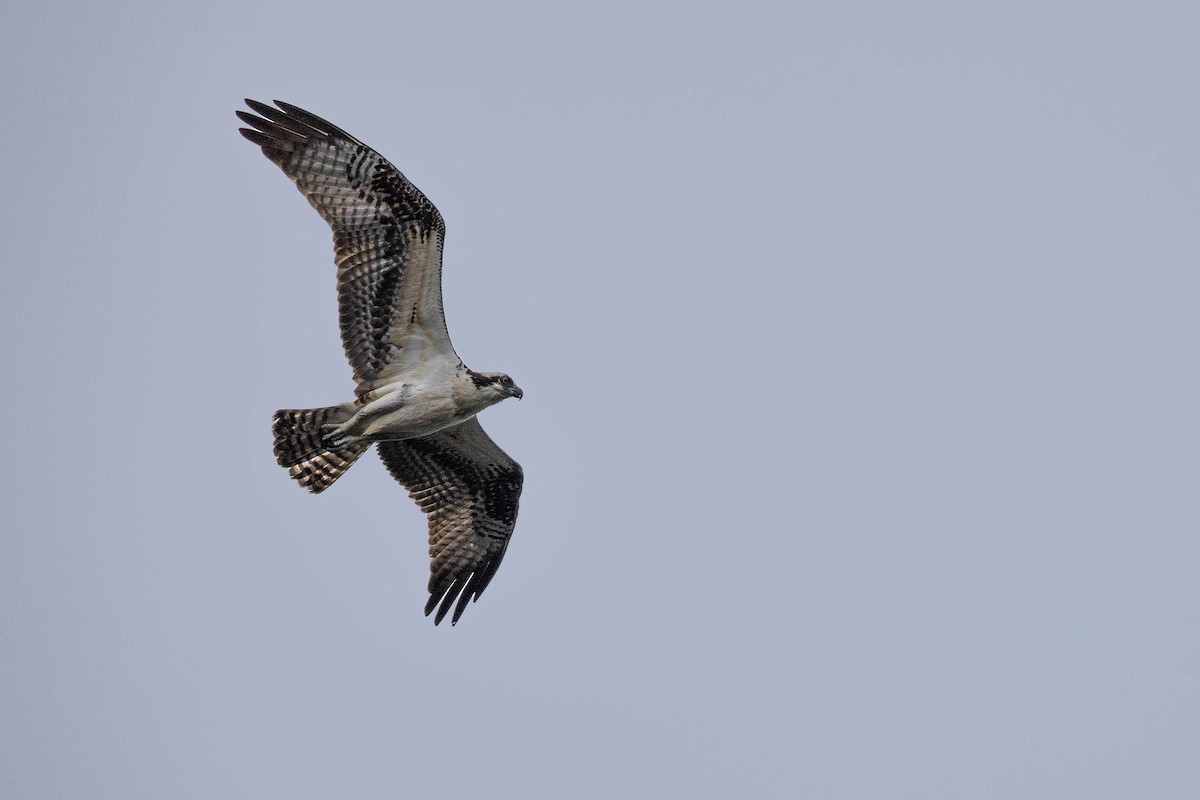 Osprey - ML623724718