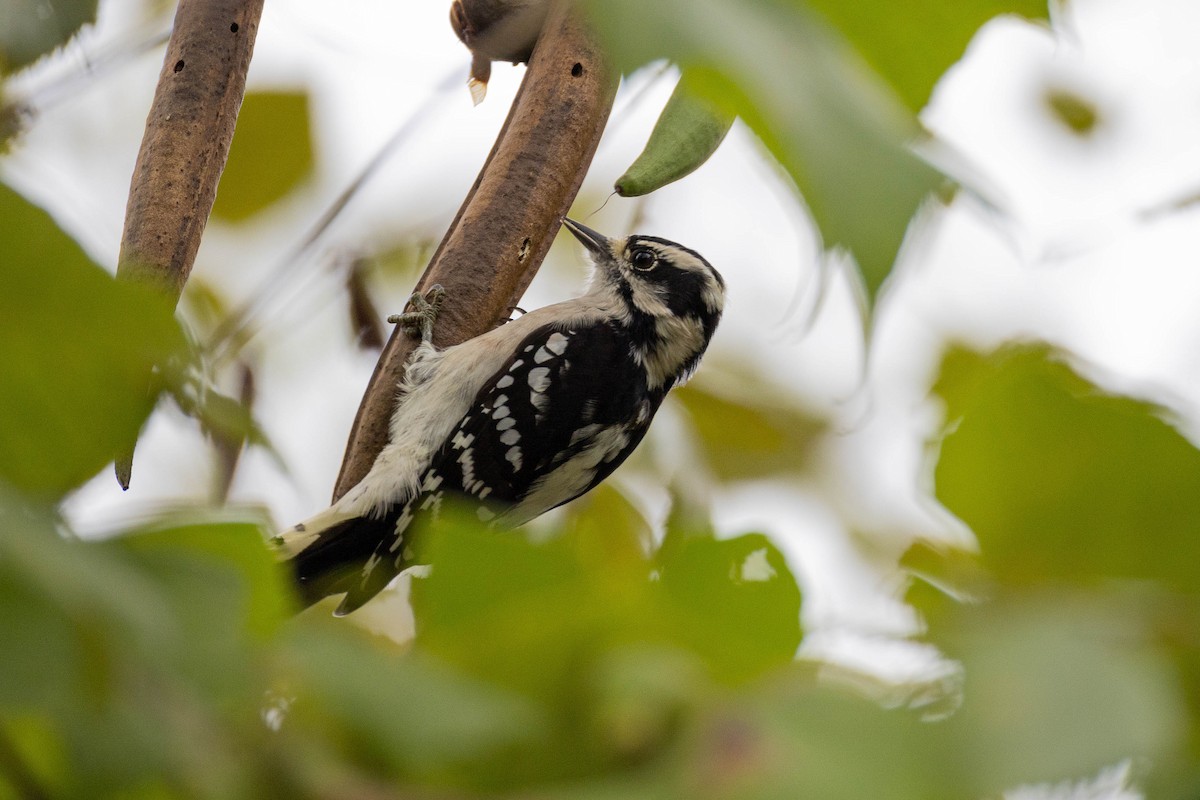 Downy Woodpecker - ML623724726