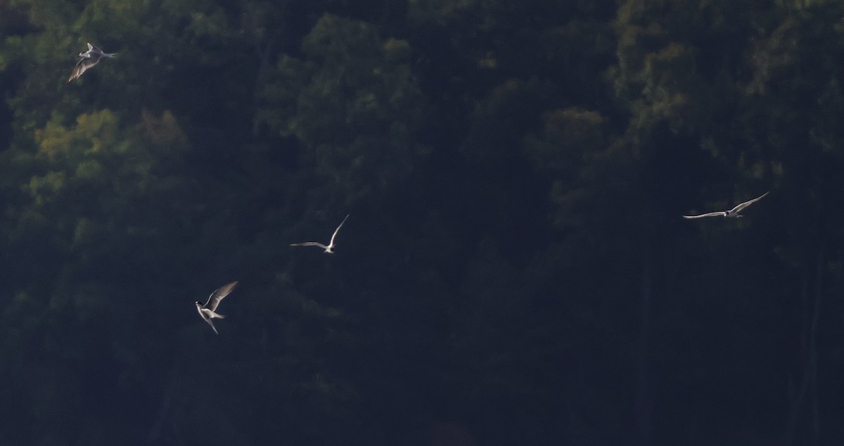 Common Tern - Tim Lenz