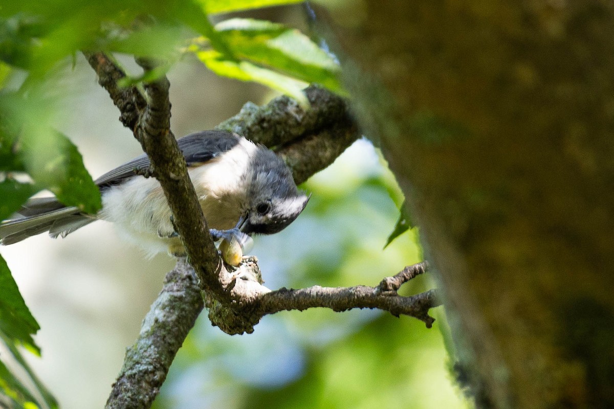 Tufted Titmouse - ML623724747