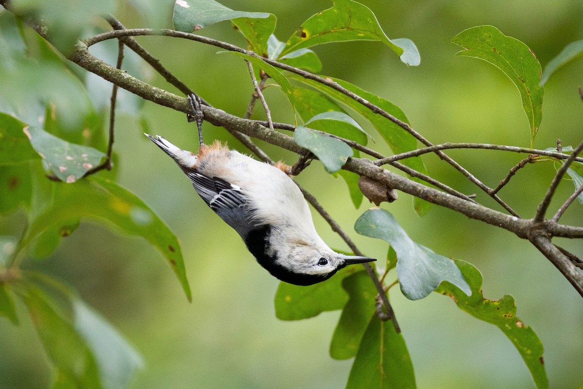 White-breasted Nuthatch - ML623724758