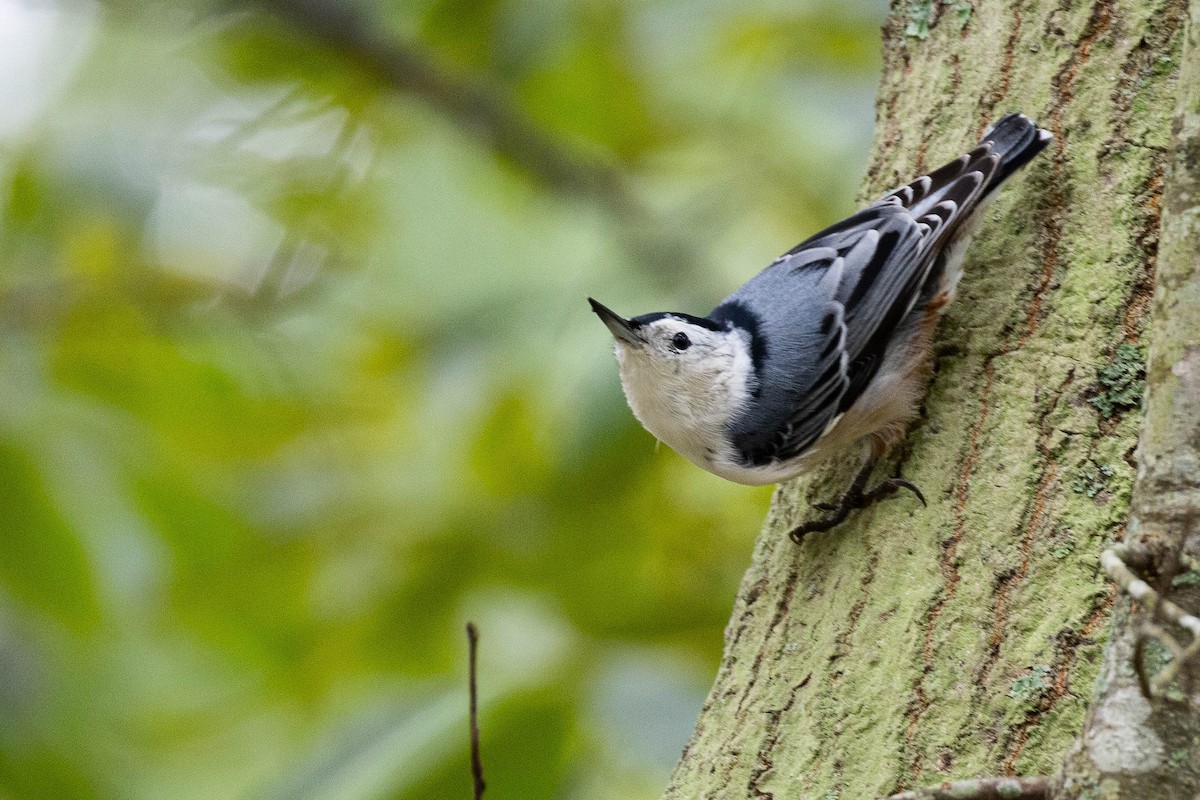 White-breasted Nuthatch - ML623724759