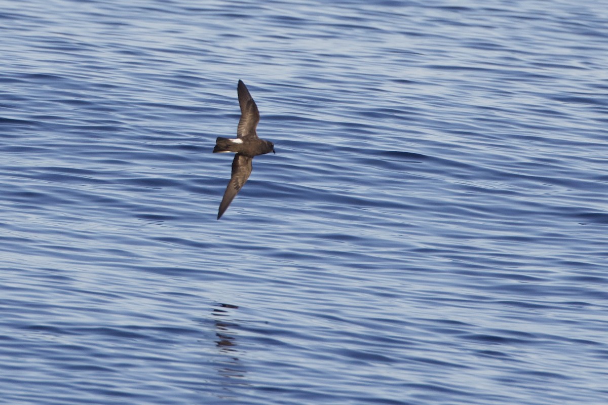 Band-rumped Storm-Petrel - ML623724776