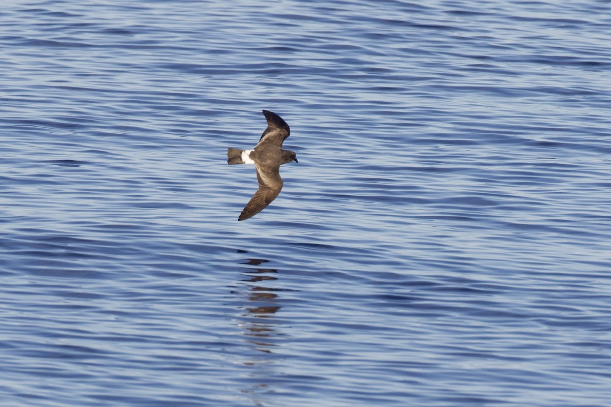 Band-rumped Storm-Petrel - ML623724777