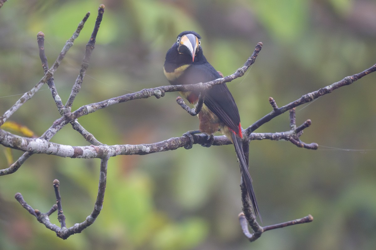 Many-banded Aracari - ML623724804