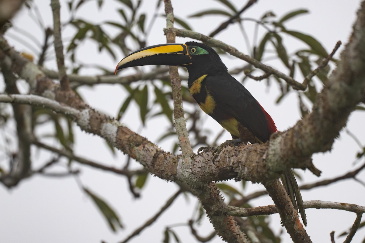 Many-banded Aracari - ML623724812