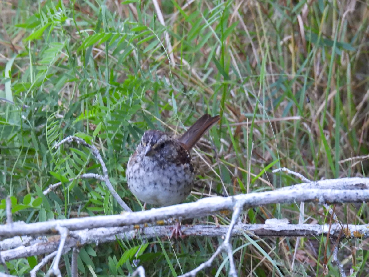 White-throated Sparrow - ML623724849
