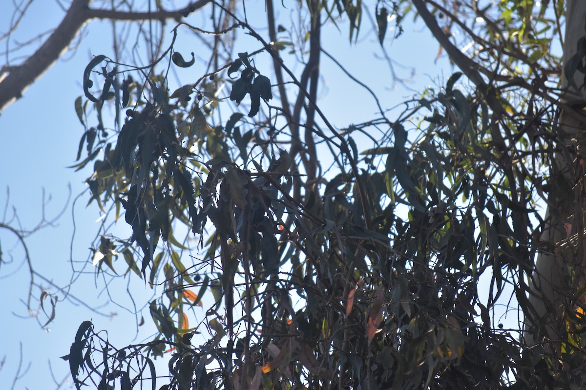 White-crested Elaenia - ML623724871