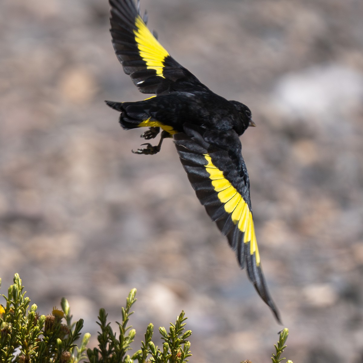 Black Siskin - ML623724881