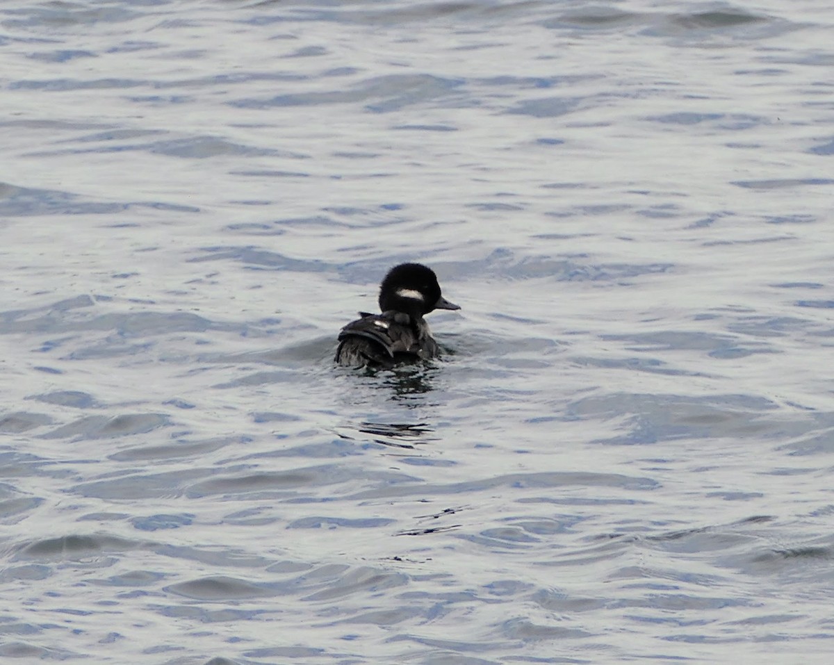 Bufflehead - ML623724894