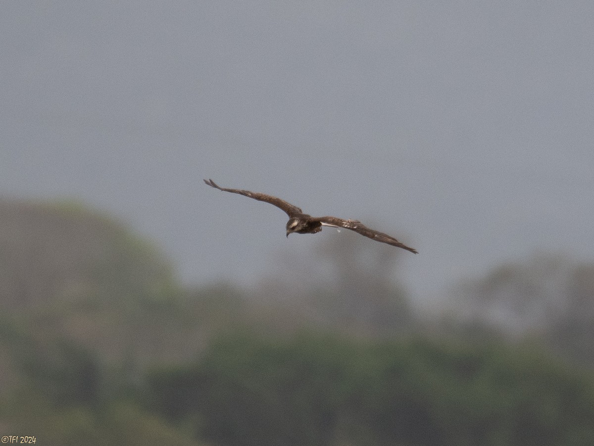 Snail Kite - ML623724908