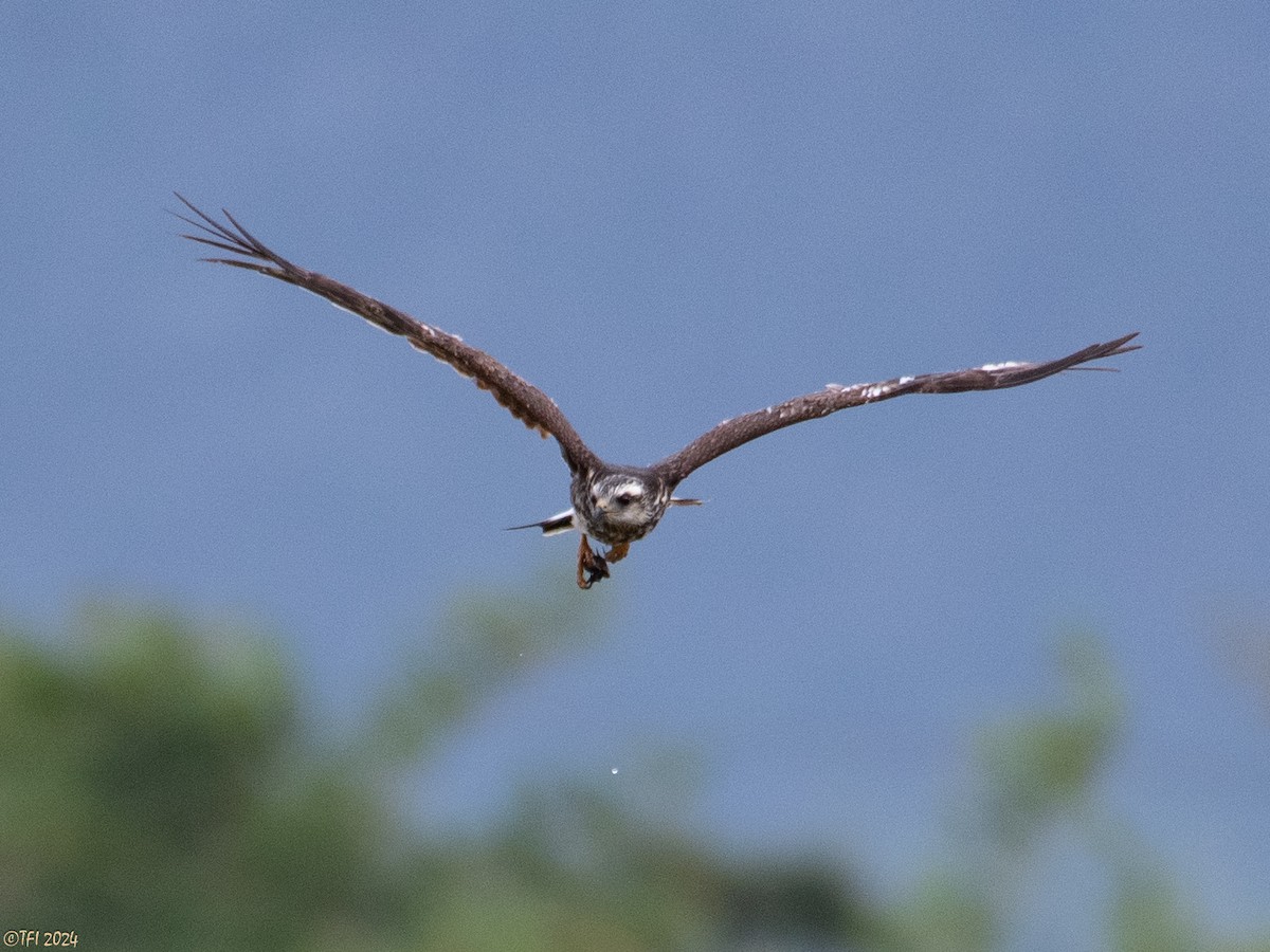 Snail Kite - ML623724911