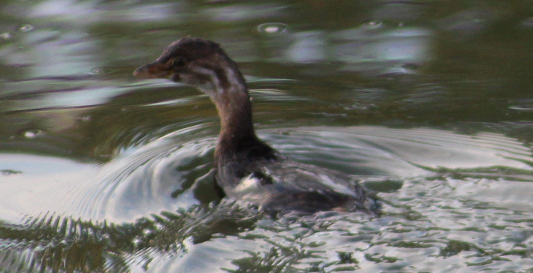 Pied-billed Grebe - ML623724913