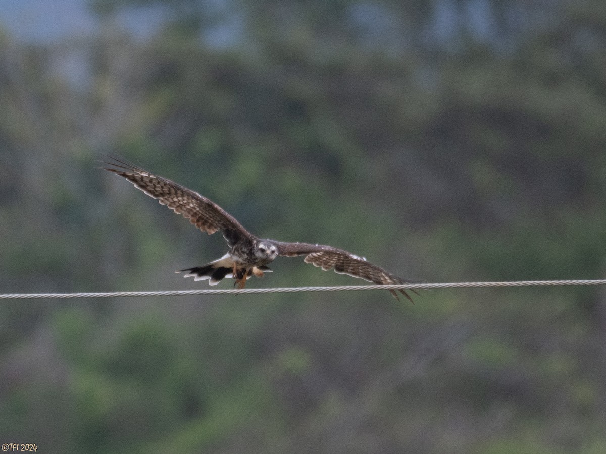 Snail Kite - ML623724914