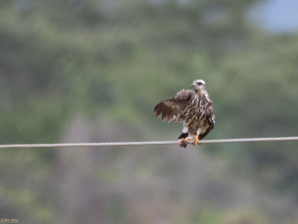 Snail Kite - ML623724918