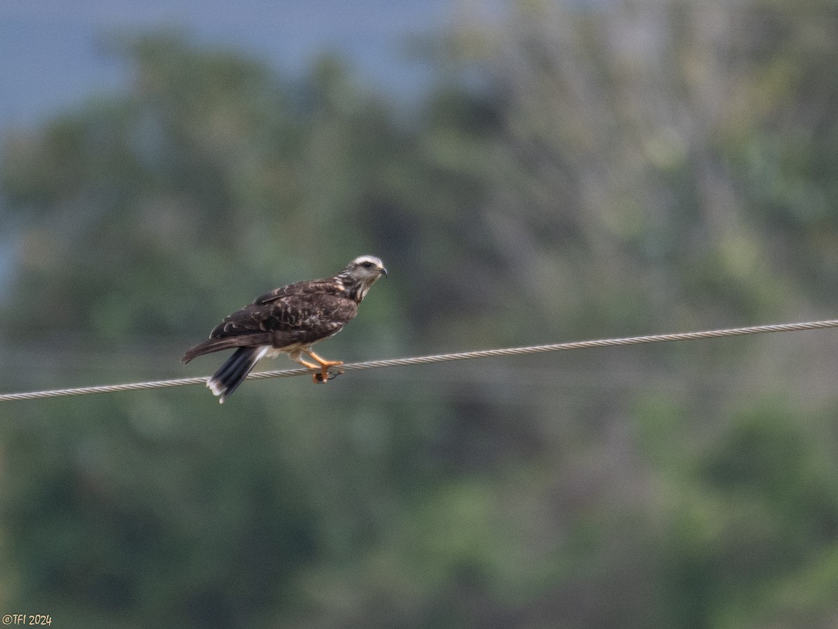 Snail Kite - ML623724923