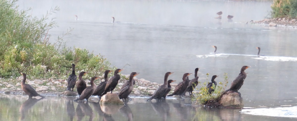 Double-crested Cormorant - ML623724928