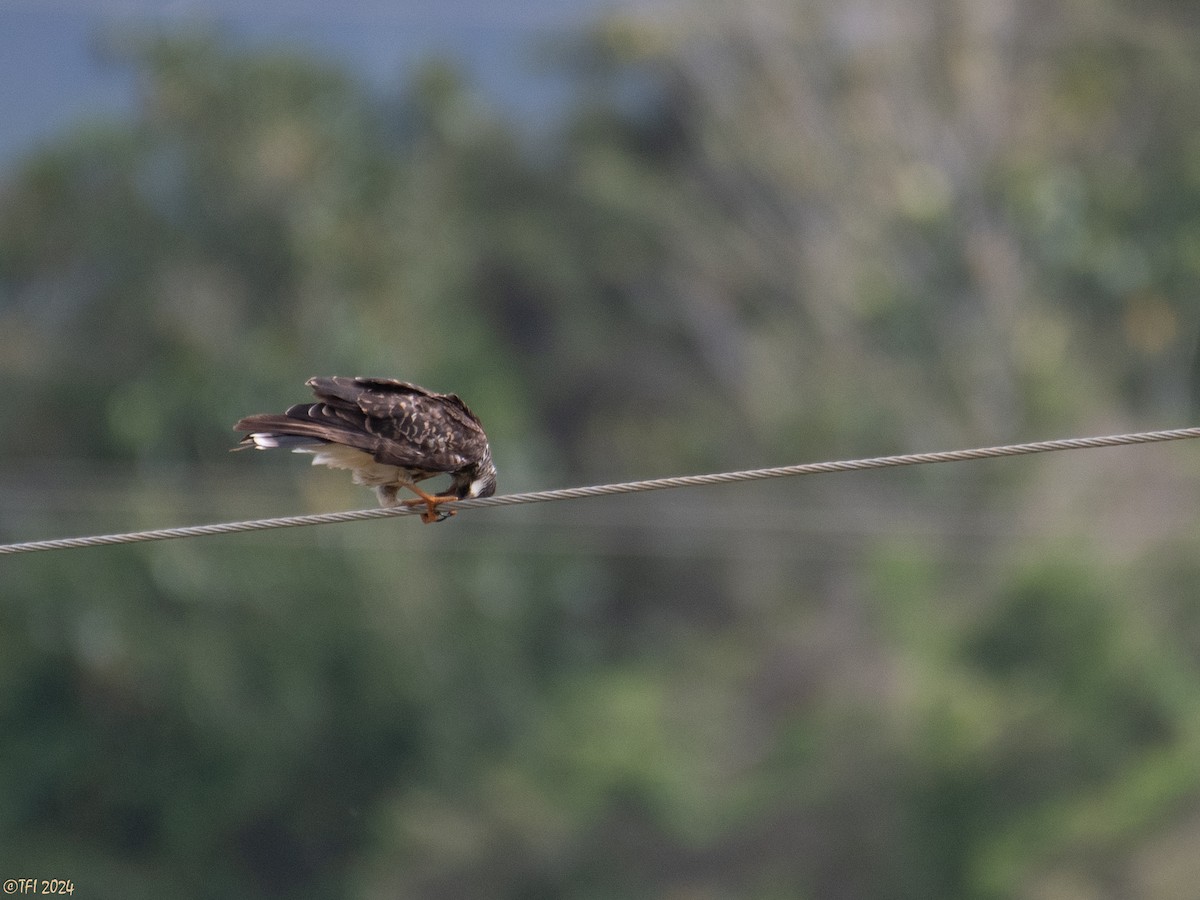 Snail Kite - ML623724930