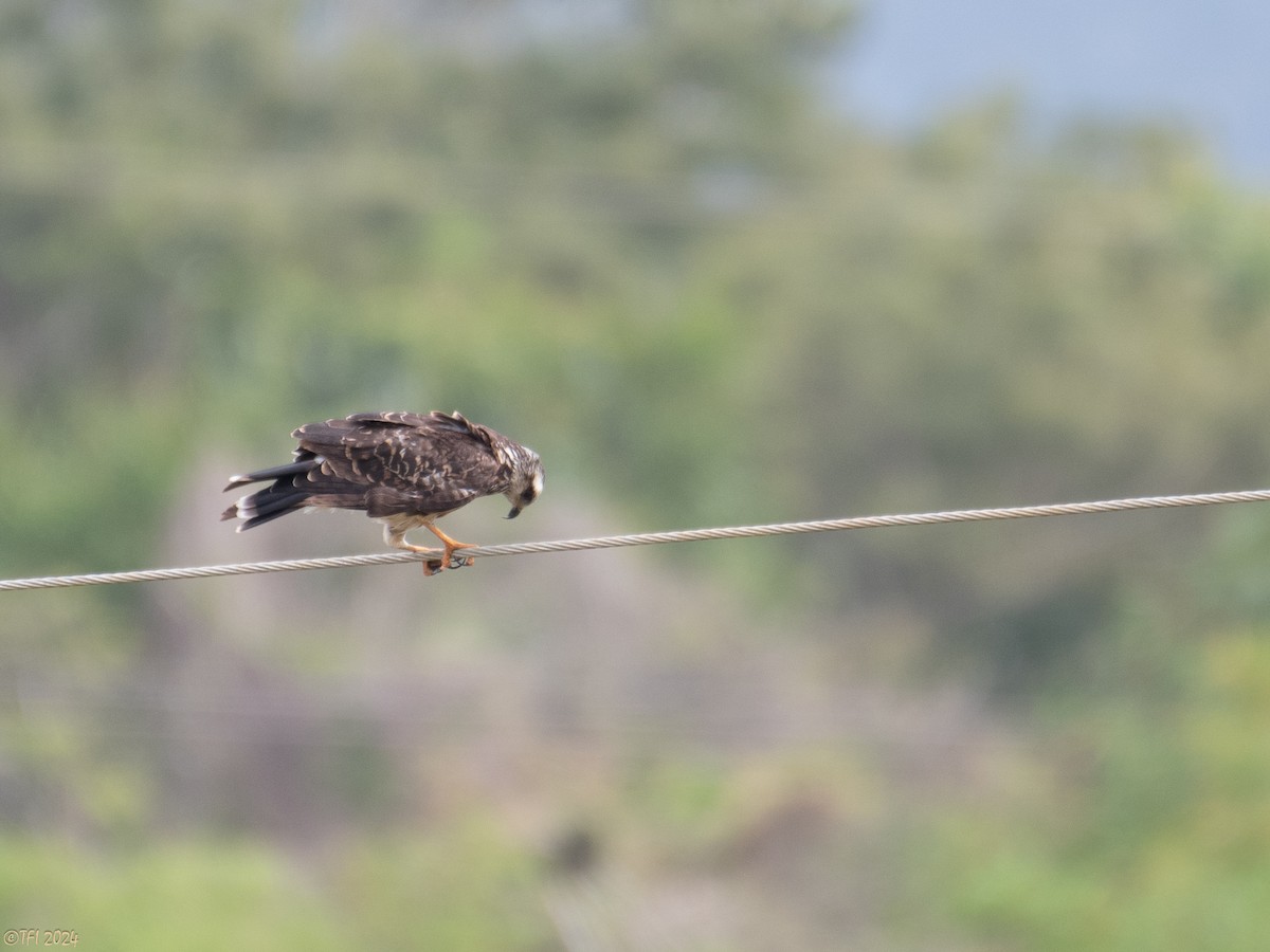 Snail Kite - ML623724935