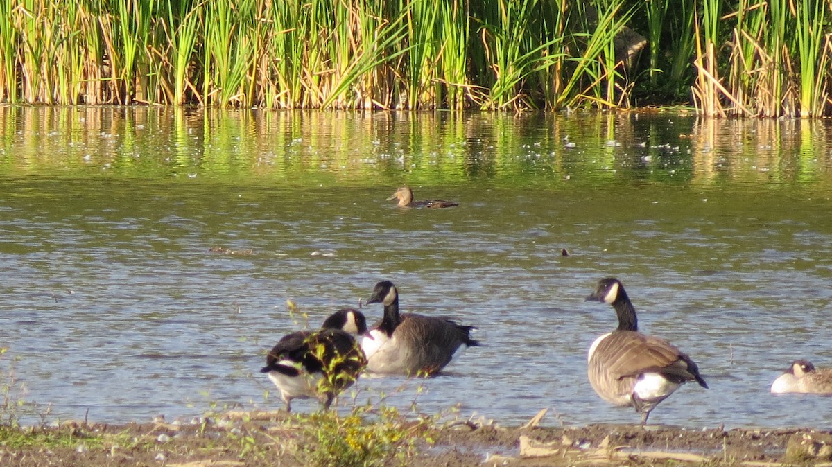 American Black Duck - ML623724936